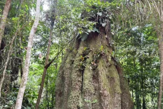 Em Caracaraí, projeto preserva 14 mil ha e mira mercado de carbono