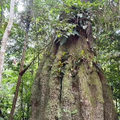 Em Caracaraí, projeto preserva 14 mil ha e mira mercado de carbono