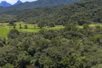 Vegetação nativa fragmentada cai 43% no Brasil entre 1986 e 2024