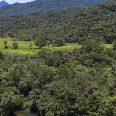 Vegetação nativa fragmentada cai 43% no Brasil entre 1986 e 2024